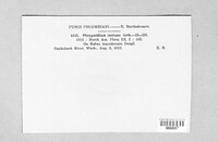Phragmidium rubi-idaei image